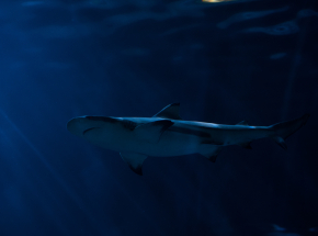 Nowa Kaledonia: żeglarz zmarł wskutek zawału serca po ataku rekina