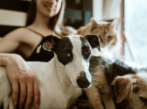 Posiadanie zwierząt pozytywnie oddziałuje na funkcje poznawcze