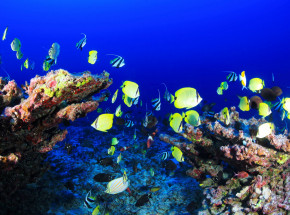 Gra wideo pomaga chronić rafy koralowe