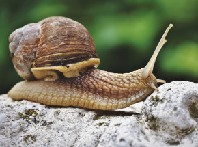 Zwalczanie ślimaków ciastem chlebowym?
