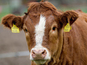 Bawaria: stwierdzono obecność gruźlicy bydlęcej