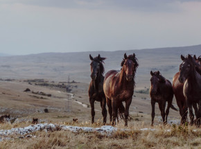 Nadmierny rozrost populacji brumbów - dzikich koni w Australii