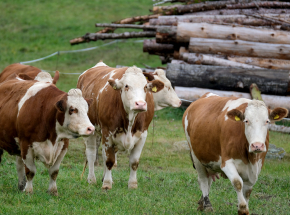 Podkarpacie: na pastwisku odnaleziono martwego rolnika