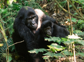 Park Narodowy Wirunga: narodziny 2 goryli górskich