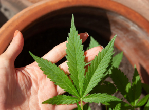 Tajlandia: poszerzenie dostępu do medycznej marihuany