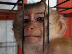 Tanzania: małpy terroryzują mieszkańców jednej z wiosek