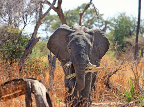 USA: mężczyzna naraził swoją dwuletnią córkę na atak słonia w zoo