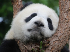 Chiny: panda wielka usunięta z listy gatunków zagrożonych wyginięciem