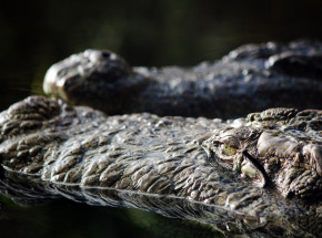 Australia: żołnierz został zaatakowany przez krokodyla