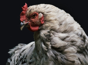 Ptasia grypa w Polsce: koszty jej zwalczania przekroczyły już 38 mln złotych