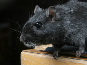 Madryt: plaga czarnych szczurów nawiedziła stolicę Hiszpanii