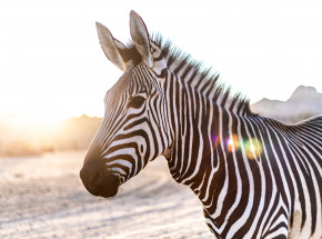 Maryland: 5 zebr uciekło z prywatnej fermy