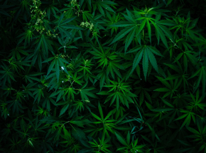 Meksyk: oświadczenie wzywające Kongres do zalegalizowania rekreacyjnego użytku marihuany