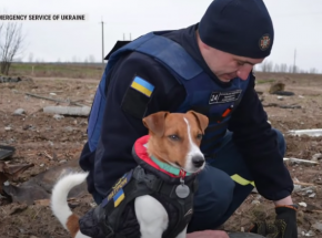 Ukraina: nagrodzono psa wykrywającego materiały wybuchowe