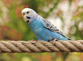 Michigan: mężczyzna oddał do schroniska 497 papug