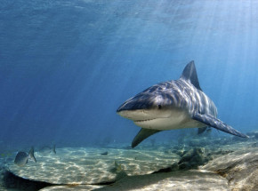 Bahamy: Amerykanka zginęła wskutek ataku rekina