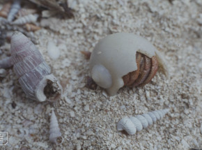 Stworzono baterię z biodegradowalnym elektrolitem wykonanym z muszli krabów