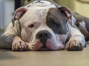 Opolskie: mężczyzna zatrzymany w związku z organizacją walk psów