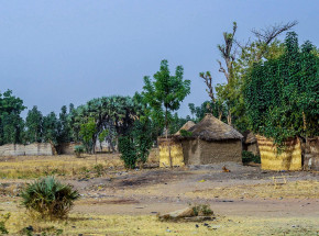 Nigeria: zakaz spożywania mięsa zwierząt dzikich 