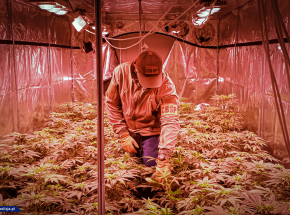 Policjanci z CBŚP rozbili gang narkotykowy