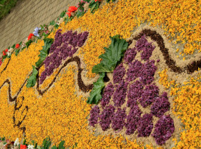 UNESCO doceniło polskie sokolnictwo i dywany kwiatowe