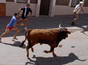 Indie: byki zabiły mężczyznę 