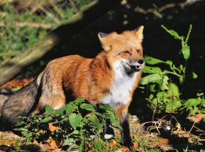 Wścieklizna pojawiła się w województwie mazowieckim