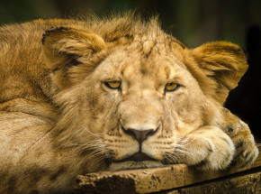 Kambodża: po interwencji premiera zwrócono lwa opiekunowi
