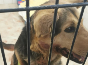 Dolnośląskie: sołtys ciągnęła psa za samochodem. Prokuratura wszczęła postępowanie