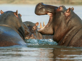 Malawi: kolizja hipopotama z łodzią. Nie żyje co najmniej 1 osoba 