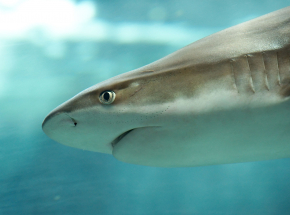 Australia: atak rekina w Rzece Łabędziej