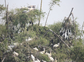 Senegal: setki martwych pelikanów znalezionych na terenie objętym ochroną Światowego Dziedzictwa UNESCO