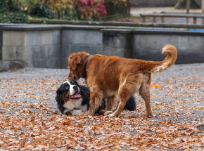 By ratować schronisko, wystawią na aukcji obrazy malowane przez psy