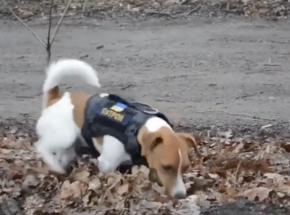 Pies Patron nagrodzony przez 2 amerykańskie organizacje weteranów