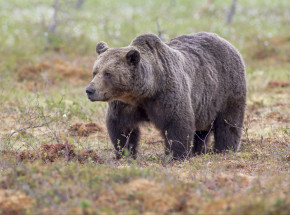 Alaska: 9-letni chłopiec został poważnie ranny wskutek ataku niedźwiedzia