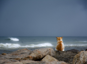 Tajlandia: marynarka wojenna ratuje cztery koty z płonącego statku