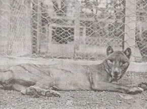 Australia: po 86 latach odnaleziono zagubione szczątki wilkowora tasmańskiego