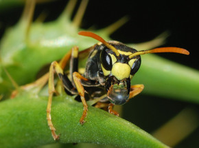 Azjatyckie osy budują fluorescencyjne gniazda