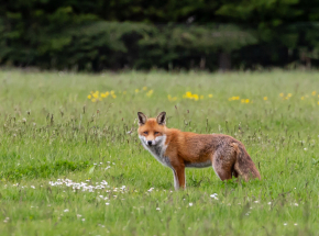 Mazowieckie: kolejne przypadki wścieklizny u lisów