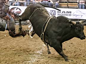 Australia: 62-latek zginął podczas rodeo