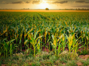 Włochy: na polu kukurydzy znaleziono ciała dwóch kobiet
