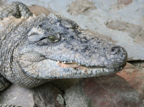Meksyk: brytyjskie siostry bliźniaczki zaatakowane przez krokodyla