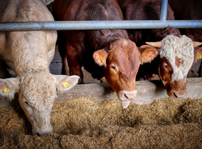 Mięso organiczne podobnie negatywnie wpływa na klimat, co tradycyjne