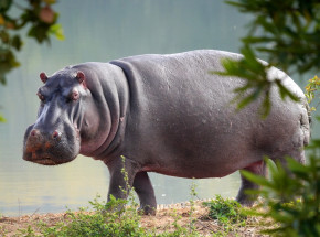 Zimbabwe: hipopotam zadeptał 81-letniego mężczyznę