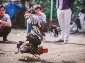 Indie: kogut wystawiony w zawodach zabił swojego właściciela