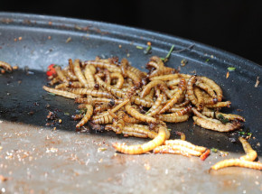 Uganda: żołnierze wysłani do walki z plagą afrykańskich robaków wojskowych 