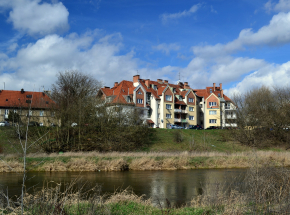 Poznań: specjalny tomograf pomoże uratować wiele cennych drzew