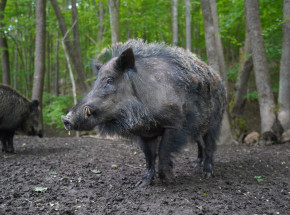 Dziki mają większy wpływ na klimat niż milion samochodów?