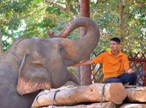 Sri Lanka: nowe prawa dotyczące słoni i ich opiekunów