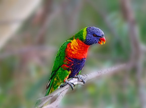 Jak zwierzęta radzą sobie z ocieplającym się klimatem?